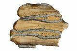 Mammoth Molar Slice With Case - South Carolina #95285-3